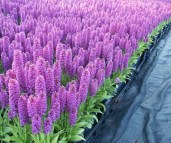 dactylorhiza foliosa potcultuur 1